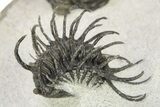 Spiny Koneprusia Trilobite With Austrops - Ofaten, Morocco #268857-1